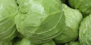 Fresh Cabbage