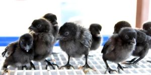 Kadaknath Chicks