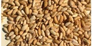 Premium Quality Neem Seeds