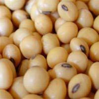 Soyabean Seed