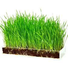 Wheatgrass