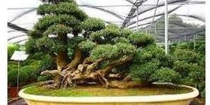 Bonsai Plants