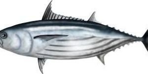 Tuna Fish