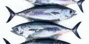 Tuna Fish