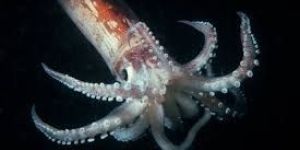 Squid
