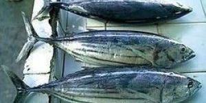 Tuna Fish