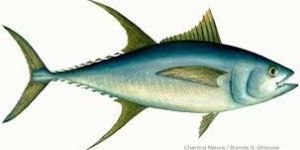 Tuna Fish