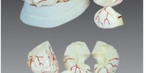 Human Brain With Arteries Model