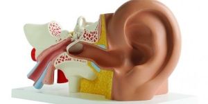 Human Ear Model
