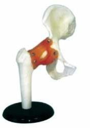 Human Hip Joint Model