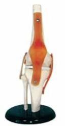 Human Knee Joint Model