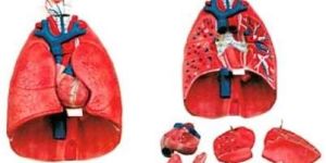 HUMAN LUNGS MODEL