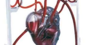 Human Pumping Heart Model