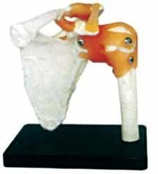 Human Shoulder Joint Model
