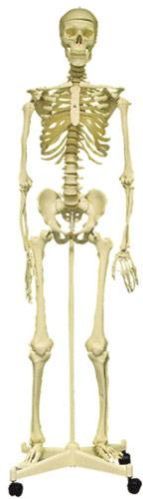 Human Skeleton Model