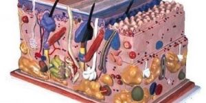 Human Skin Block Model