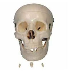 Human Skull Model
