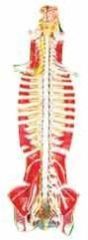 Human Spinal Cord Model