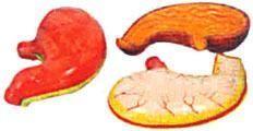 Human Stomach Model