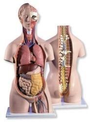Unisex Torso Model