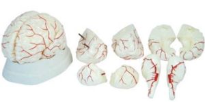 XC-308 -Human Brain Model