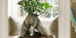 Exotic Ficus Bonsai Plant