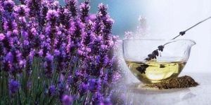 Lavender Agarbatti Fragrance