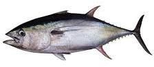 Tuna Fish