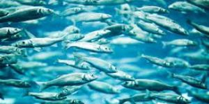 Wild Fish