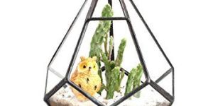 Glass Terrarium
