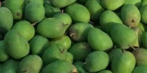 Raw Mango