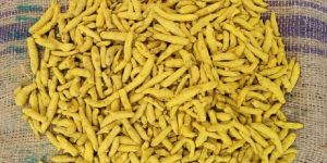 Turmeric Finger