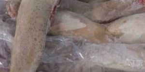 Frozen Buffalo Tongue