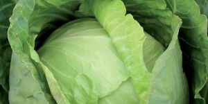 Fresh Cabbage