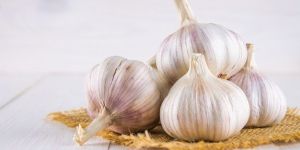 Garlic