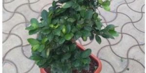 Ficus Bonsai Live Plant