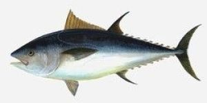 Tuna Fish