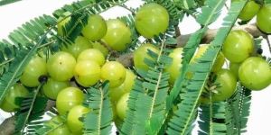 Fresh Amla