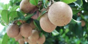 Fresh Sapota (Chikoo)