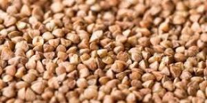 Buckwheat Seeds