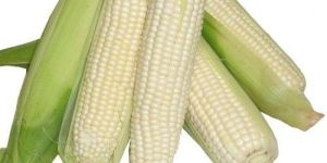 White Corn