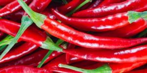 Fresh Red Chilli