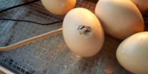 Hatching Duck Eggs