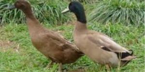Live Khaki Campbell Male Duck