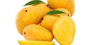 Fresh Alphonso Mango