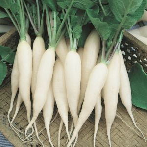 Fresh Radish