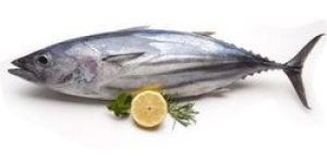 Tuna Fish
