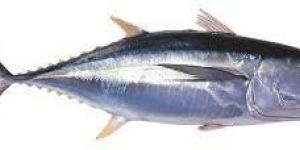 Tuna Fish