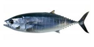 Tuna Fish