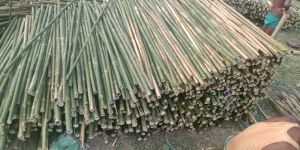 Bijli Bamboo (Murali Bamboo Poles)